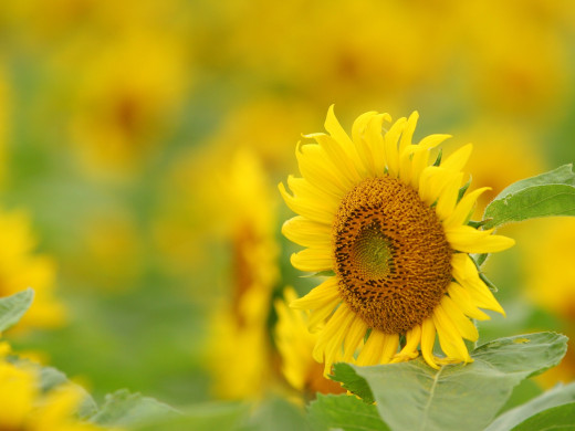 588906 (a): :1600x1200